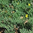 Genista pulchella
