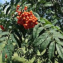 Sorbus Nevezhinskaja