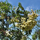 Sorbus White Swan