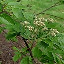 ×Sorbopyrus cv. Krasavica (jarzębogrusza)