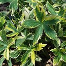 Astrantia major Sunningdale Variegated