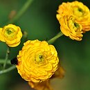 Ranunculus acris s.str. Multiplex