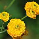 Ranunculus acris s.str. (jaskier ostry)