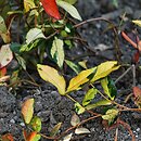 Trachelospermum asiaticum cv. Salsa (jaśmin azjatycki 'Salsa')
