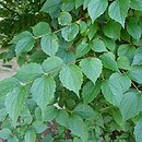 Philadelphus purpurascens (jaśminowiec czerwonawy)
