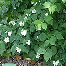 Philadelphus subcanus (jaśminowiec popielaty)