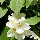Philadelphus (jaśminowiec)