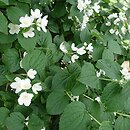 Philadelphus Alabaster