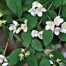 Philadelphus Albatre