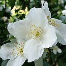 Philadelphus Biały Karzeł