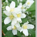 Philadelphus Dame Blanche