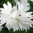 Philadelphus Rusałka