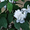 Philadelphus Schneesturm