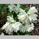 Philadelphus Snowdwarf