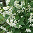 Philadelphus Wozdusznyj Desant