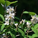 Philadelphus schrenkii (jaśminowiec Schrenka)