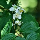 Philadelphus sericanthus (jaśminiowiec chiński)