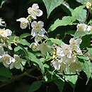 Philadelphus tenuifolius (jaśminowiec mandżurski)