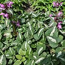 Lamium maculatum Roseum