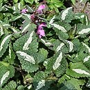 Lamium maculatum (jasnota plamista)