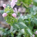Lamium maculatum Shell Pink