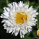 Leucanthemum ×superbum Aglaia