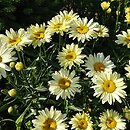 Leucanthemum ×superbum (złocień wspaniały)