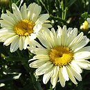 Leucanthemum ×superbum Banana Cream