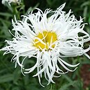 Leucanthemum ×superbum Phyllis Smith