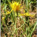 Hieracium murorum (jastrzębiec leśny)