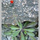 Hieracium aurantiacum (jastrzębiec pomarańczowy)