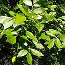 Fraxinus pennsylvanica (jesion pensylwański)