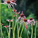 Echinacea pallida (jeżówka blada)