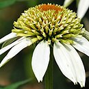 Echinacea Coconut Lime