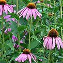 Echinacea purpurea Magnus
