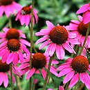 Echinacea Amazing Dream