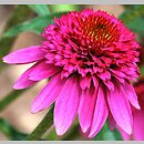 Echinacea Catharina