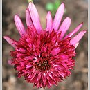Echinacea Cranberry Cupcake