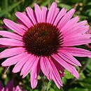 Echinacea Dark Pink Pearl