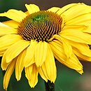 Echinacea Daydream