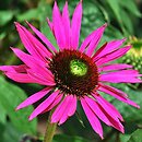 Echinacea Green Eyes