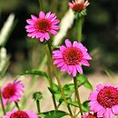 Echinacea Gum Drop