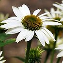 Echinacea Heavenly Dream