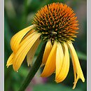 Echinacea Harvest Moon