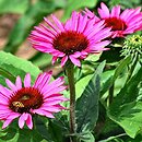 Echinacea Liliput