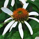 Echinacea Little Angel