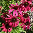 Echinacea Magenta Pearl