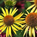 Echinacea Maui Sunshine