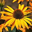Echinacea Now Cheesier