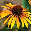Echinacea Phoenix